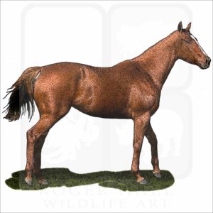 Thoroughbred Horse illustration
