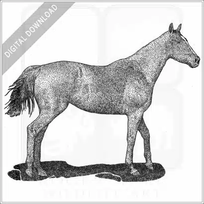 Thoroughbred Horse