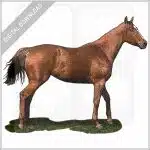 Thoroughbred Horse stock image