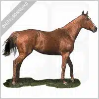 Thoroughbred Horse stock image