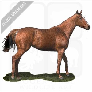 Thoroughbred Horse stock image