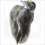 American Three-Toed Woodpecker illustration