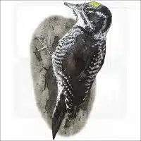 American Three-Toed Woodpecker illustration