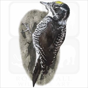 American Three-Toed Woodpecker illustration