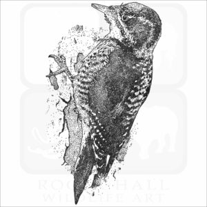 American Three-Toed Woodpecker