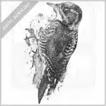 American Three-Toed Woodpecker
