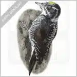 American Three-Toed Woodpecker stock image