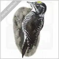 American Three-Toed Woodpecker stock image