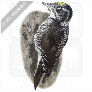 American Three-Toed Woodpecker stock image