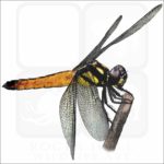 Tricolour Bloodtail Dragonfly illustration