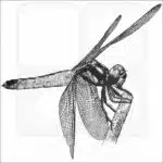 Tricolour Bloodtail Dragonfly