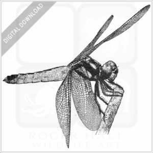 Tricolour Bloodtail Dragonfly