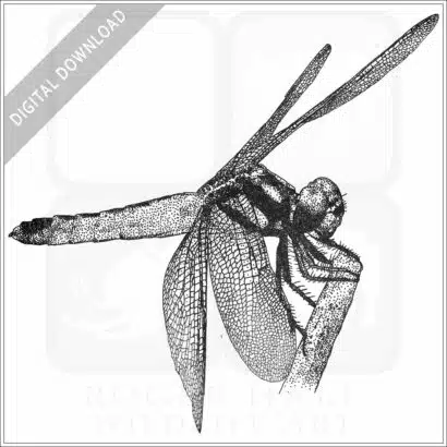 Tricolour Bloodtail Dragonfly