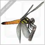 Tricolour Bloodtail Dragonfly stock image
