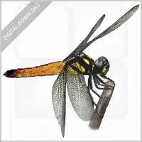 Tricolour Bloodtail Dragonfly stock image