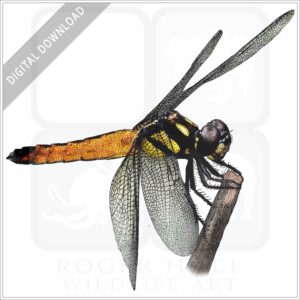 Tricolour Bloodtail Dragonfly stock image