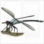 Tropical Rockmaster Damselfly illustration