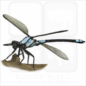 Tropical Rockmaster Damselfly illustration