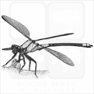 Tropical Rockmaster Damselfly