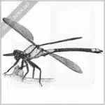 Tropical Rockmaster Damselfly
