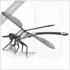 Tropical Rockmaster Damselfly