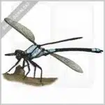Tropical Rockmaster Damselfly stock image