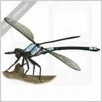 Tropical Rockmaster Damselfly stock image