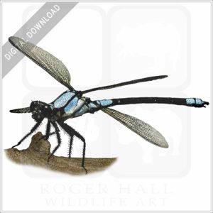 Tropical Rockmaster Damselfly stock image