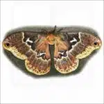 Tulip-tree Silkmoth illustration