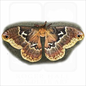 Tulip-tree Silkmoth illustration