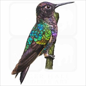 Velvet-purple Coronet Hummingbird stock image