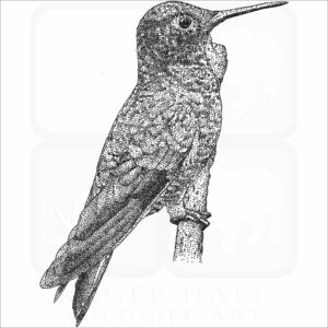 Velvet-purple Coronet Hummingbird