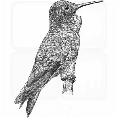 Velvet-purple Coronet Hummingbird