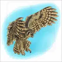 Verreaux's Eagle-Owl illustration