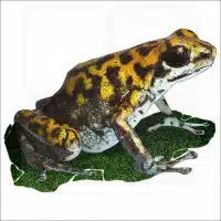 Vicente's Poison Dart Frog illustration