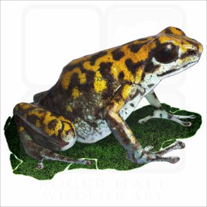 Vicente's Poison Dart Frog illustration