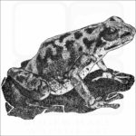 Vicente's Poison Dart Frog