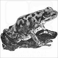 Vicente's Poison Dart Frog