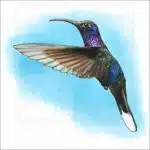 Violet Sabrewing Hummingbird illustration