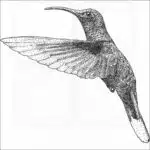Violet Sabrewing Hummingbird