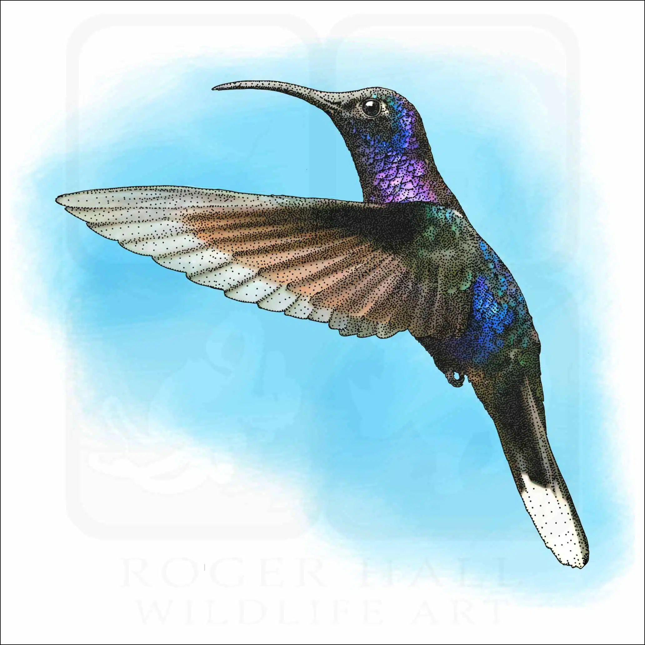 Violet Sabrewing Hummingbird Violet Sabrewing Hummingbird illustration
