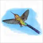 Violet-tailed Sylph Hummingbird illustration