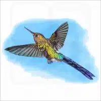 Violet-tailed Sylph Hummingbird illustration