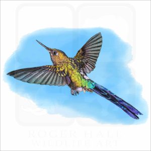 Violet-tailed Sylph Hummingbird illustration