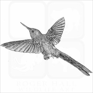 Violet-tailed Sylph Hummingbird