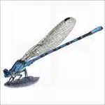 Vivid Dancer Damselfly illustration
