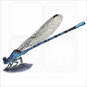 Vivid Dancer Damselfly illustration
