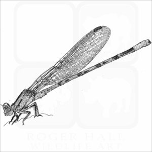 Vivid Dancer Damselfly