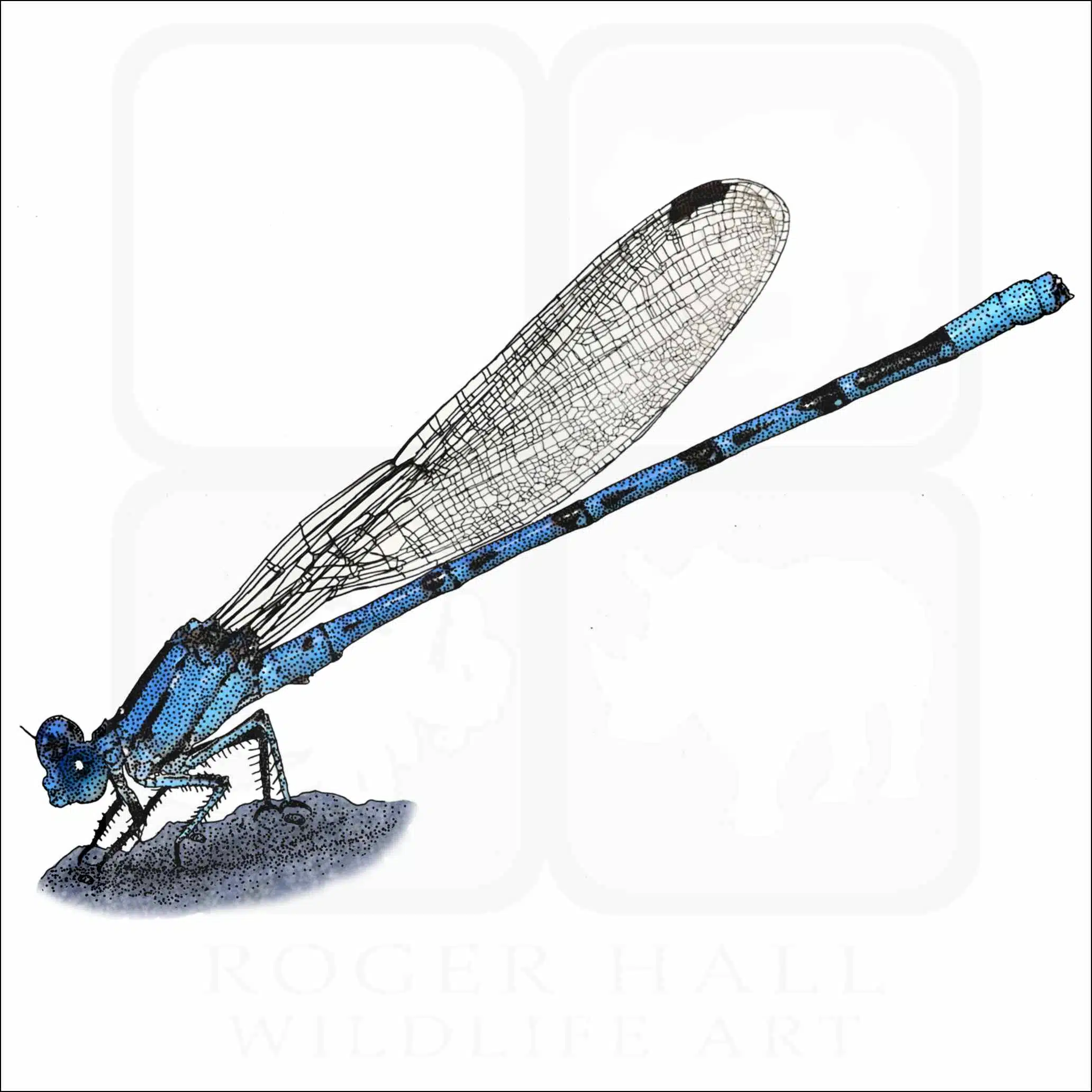 Vivid Dancer Damselfly Vivid Dancer Damselfly illustration