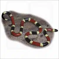 Arizona Coral Snake illustration
